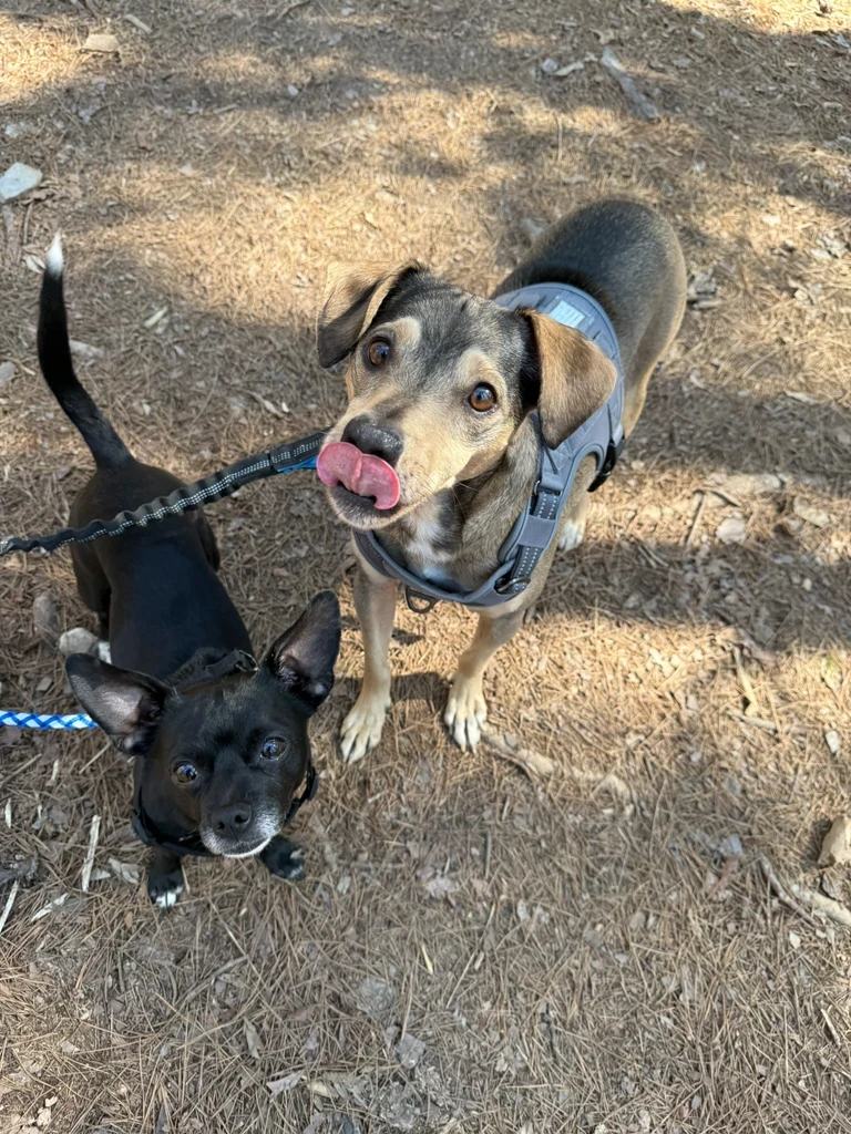 Two dogs on a trail